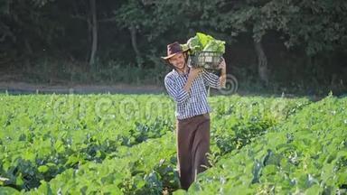 一个农民扛着<strong>一箱</strong>卷心菜在他的肩膀在种植园。